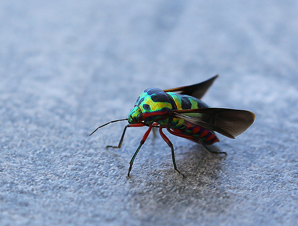 Insect - Senegal
