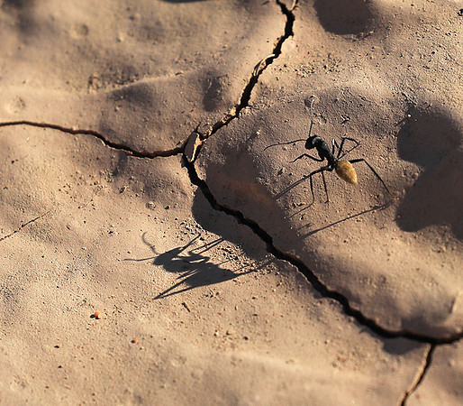 Dune ants - Skeleton coast - Namibia