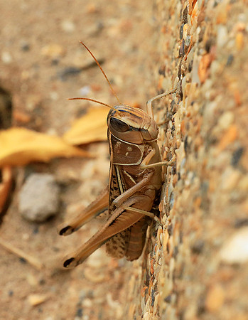 Grasshopper - Senegal