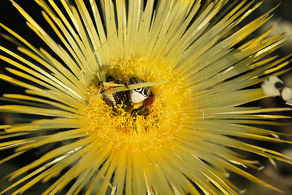 Bugs - South Africa