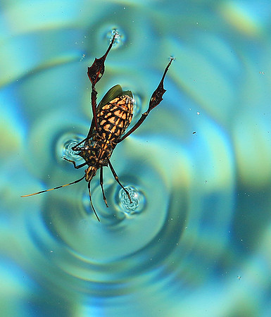 Insect - Senegal