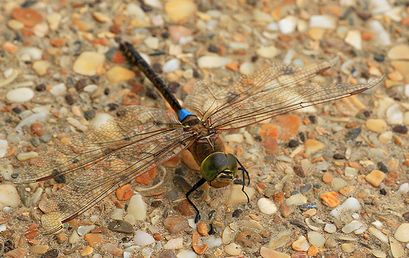 Dragonfly -Senegal