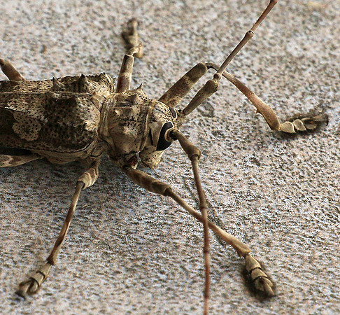 Insect - Senegal
