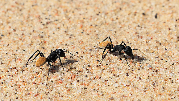 Dune ants - Skeleton Coast - Namibia