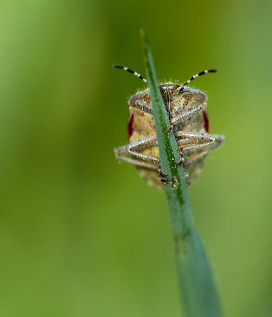 Bug on a blade of grass