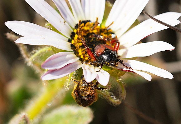 Bugs - South Africa
