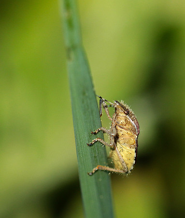 Bug on a blade of grass