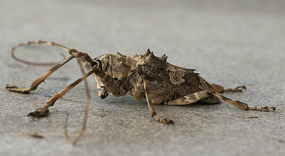 Insect - Senegal