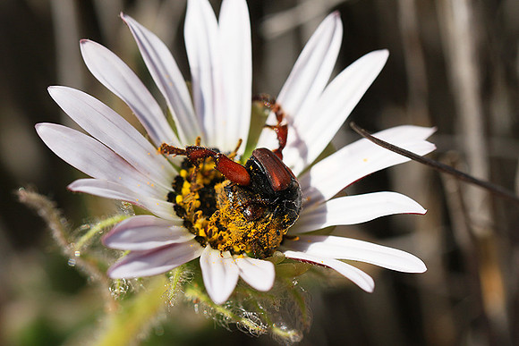 Bugs - South Africa