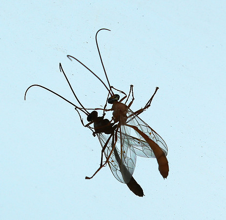Insect and reflection - Senegal