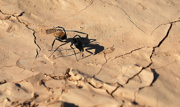 Dune ants - Skeleton coast - Namibia