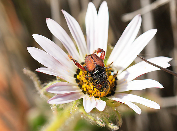 Bugs - South Africa