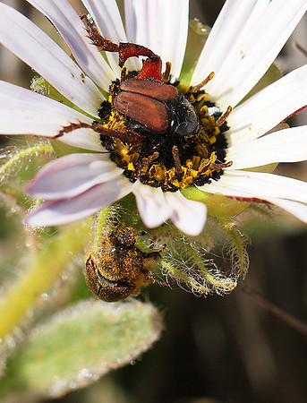 Bugs - South Africa