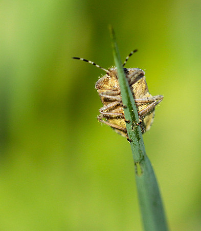 Bug on a blade of grass