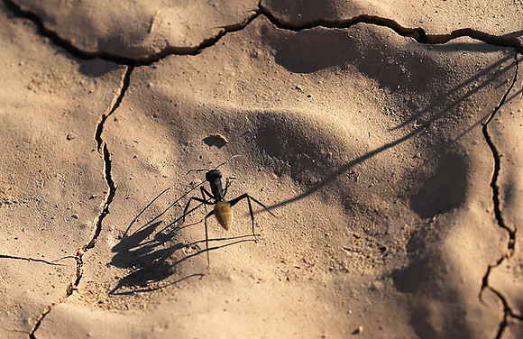 Dune ants - Skeleton coast - Namibia