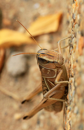 Grasshopper - Senegal