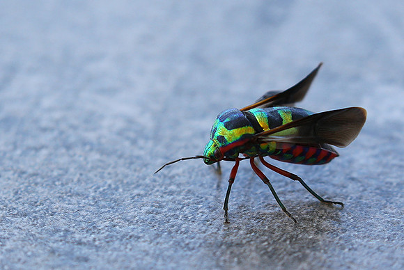 Insect - Senegal
