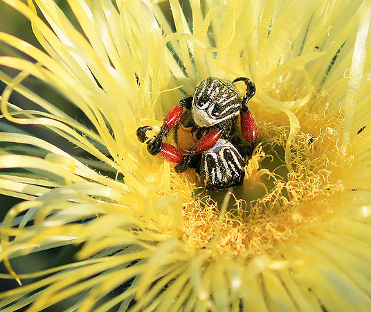 Bugs - South Africa