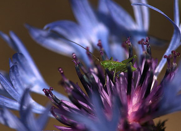 Insect in centaurea