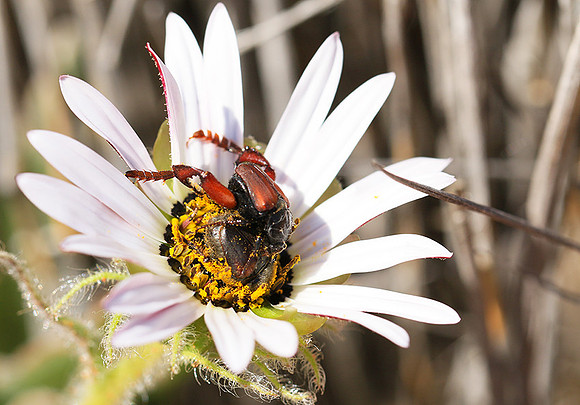 Bugs - South Africa