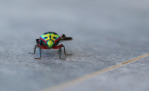 Insect - Senegal