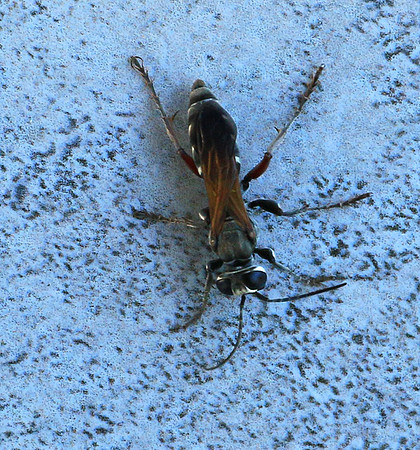 Insect - Senegal