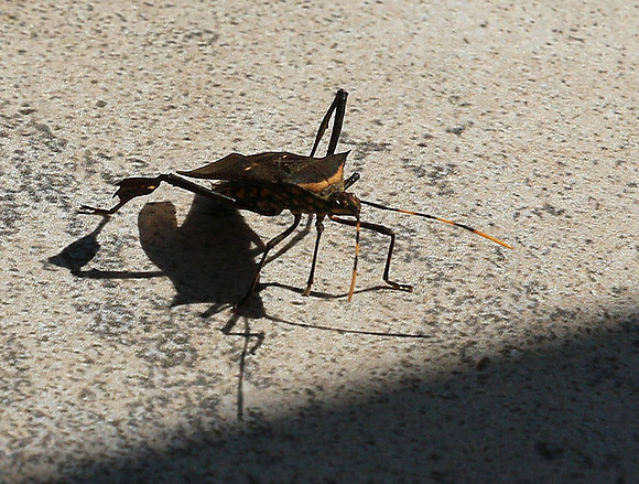 Insect - Senegal