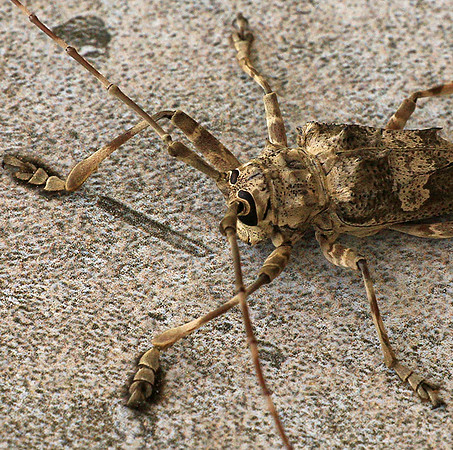 Insect - Senegal
