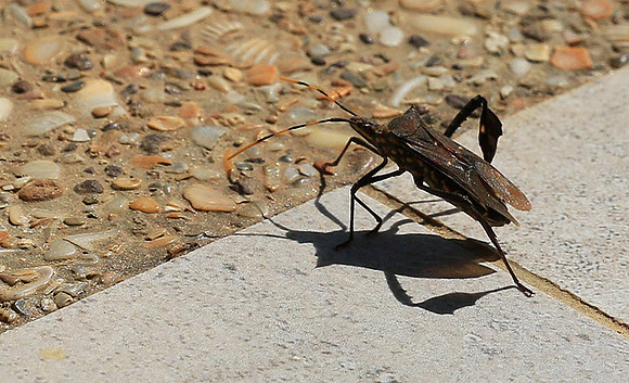 Insect - Senegal