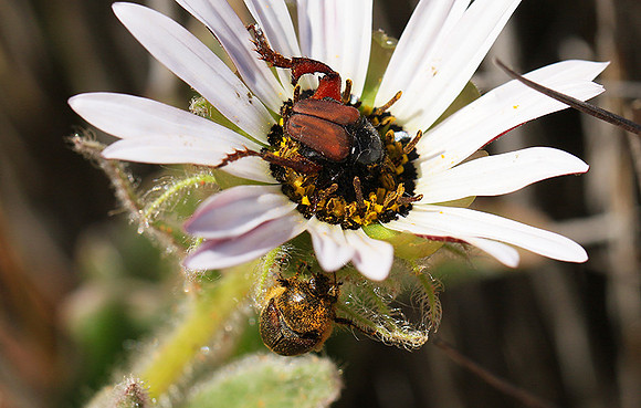 Bugs - South Africa