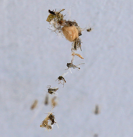 Insects caught in a spiderweb