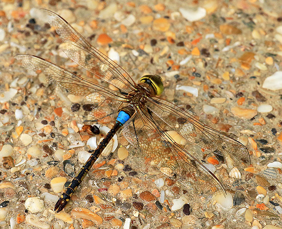 Dragonfly -Senegal