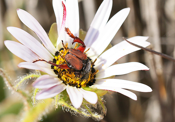 Bugs - South Africa