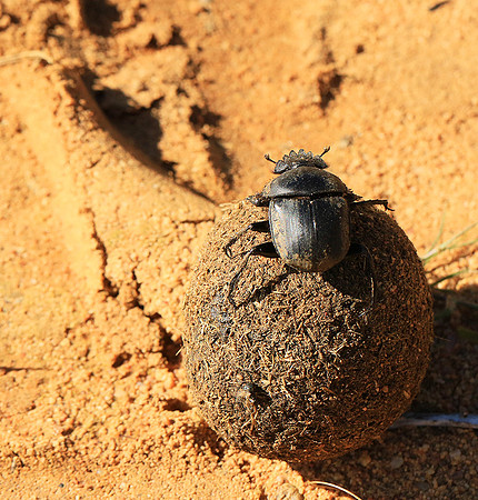 Dung beetle - South Africa