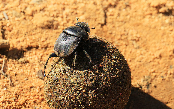 Dung beetle - South Africa