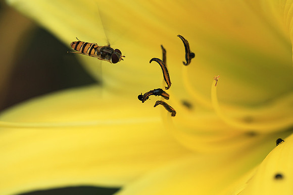 Insects in hemerocallis