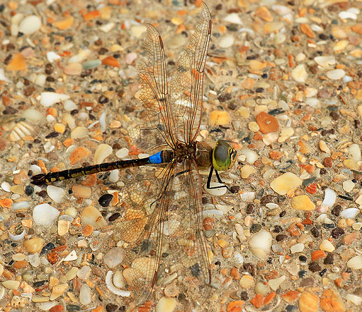 Dragonfly -Senegal