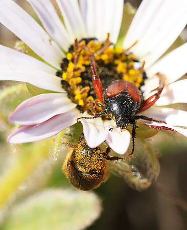 Bugs - South Africa