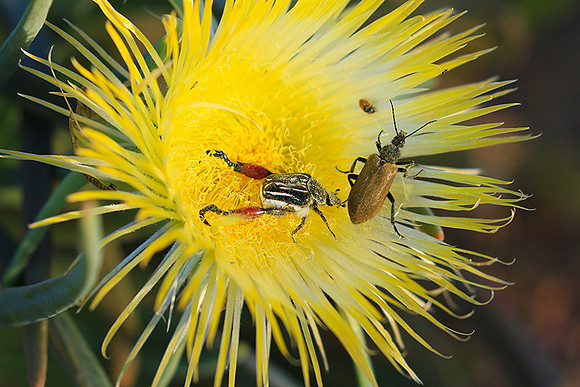 Bugs - South Africa