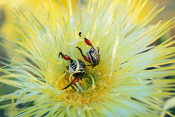 Bugs - South Africa