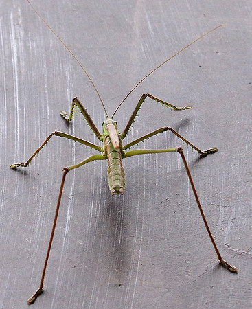 Insect in South Africa
