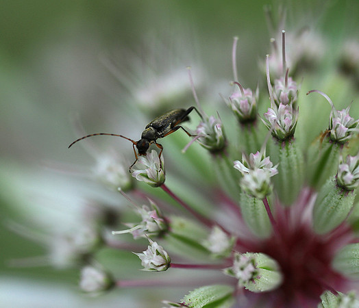 Insect in astrantia flower