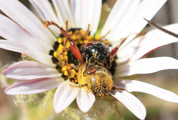 Bugs - South Africa