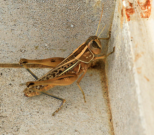 Grasshopper - Senegal