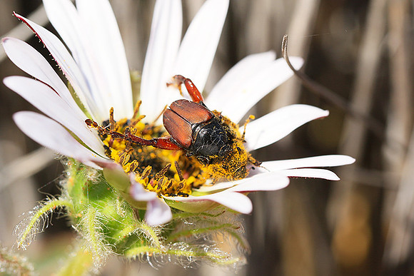 Bugs - South Africa
