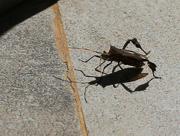 Insect - Senegal