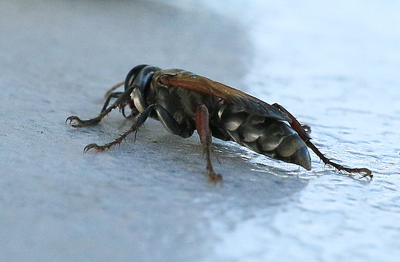 Insect - Senegal