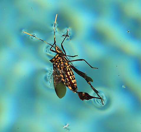 Insect - Senegal