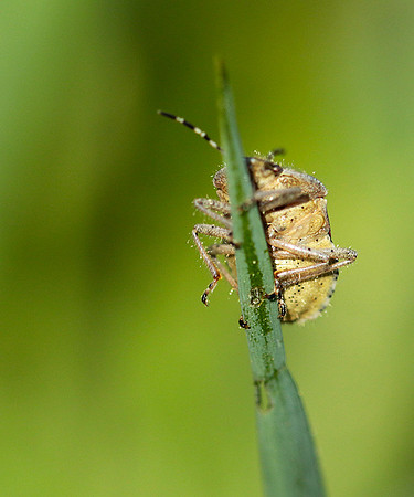 Bug on a blade of grass