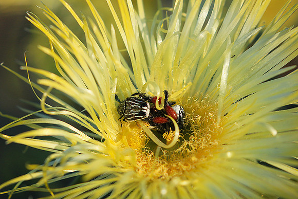 Bugs - South Africa